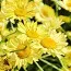 Антеміс E.C. Buxton фото