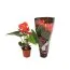 Антуріум Solara (горшок 9 см) фото