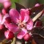 Яблуня червоном'яса Байя Маріса фото