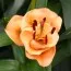 Лілія Apricot Fudge 25 фото