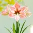 Амариліc Apricot Parfait фото