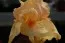 Ірис Apricot Silk фото