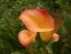 Кала Apricot Glow фото