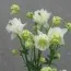 Аквілегія Winky Double White & White фото
