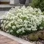 Арабіс Variegata фото