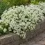 Арабіс Variegata фото
