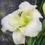 Лілейник Arctic Snow фото