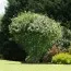 Гібіскус сирійский Ardens фото