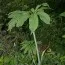 Арізема Draconitum фото
