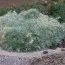 Артемізія (полин) Shimdtiana Nana фото