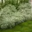 Артемізія (полин) Shimdtiana Nana фото