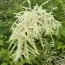 Арункус Dioicus фото
