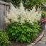 Арункус Dioicus фото