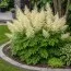 Арункус Dioicus фото