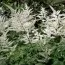 Астільба Snowdrift фото