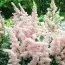 Астільба Peach Blossom фото