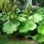 Астільбоїдес Tabularis фото