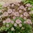 Астранція Magical Diamonds Soft Pink фото