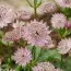 Астранція Magical Diamonds Soft Pink фото