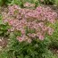 Астранція Pink Pride фото