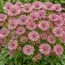 Астранція Pink Pride фото