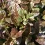 Аюга Atropurpurea фото