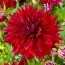 Жоржина Babylon Red фото