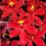Орхідея Epidendrum Ballerina Fireball фото