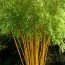 Бамбук Aureocaulis фото