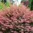 Барбарис Rose Glow (Роуз Глоу) фото