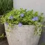 Барвінок Aureovariegata фото