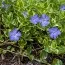 Барвінок Aureovariegata фото