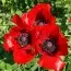Мак Beauty of Livermere фото