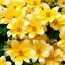 Біденс Taka Tuka Yellow-White фото
