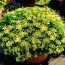 Біденс Taka Tuka Yellow-White фото