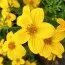 Біденс Yellow Sunshine фото