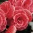 Бегонія Camelia (Гігантська квітка) фото