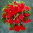Бегонія Pendula Cascade Scarlet фото