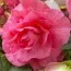 Бегонія Camelia Pink фото
