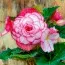 Бегонія Bouton de Rose (Гігантська квітка) фото
