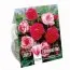 Бегонія Double Pink & White (Брендові цибулини KAPITEYN®) фото