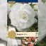 Рек-бокс Бегонія Double White (Брендові цибулини KAPITEYN®) фото