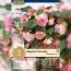 Бегонія Cascade Floreance (Брендові цибулини KAPITEYN®) фото