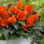Бегонія Fimbriata Помаранчева 6/7 фото