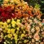 Бегонія Multiflora Maxima Mix фото