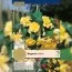 Рек-бокс Бегонія Pendula-Cascade Yellow (Брендові цибулини KAPITEYN®) фото
