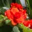 Бегонія Cascade Odorosa Red Sunset фото