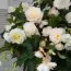 Бегонія Cascade Odorosa White Blush фото