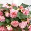 Бегонія Cascade Odorosa Florence, White-Pink фото
