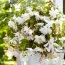 Бегонія Pendula White фото